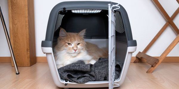 Cat terrified of carrier shop